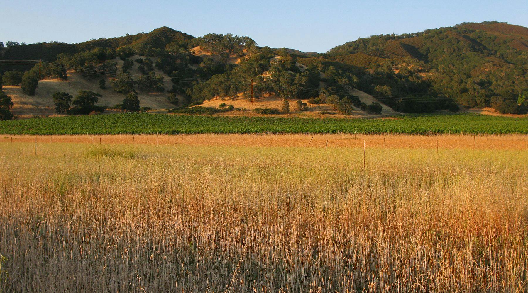 Landscape of Dry Farm