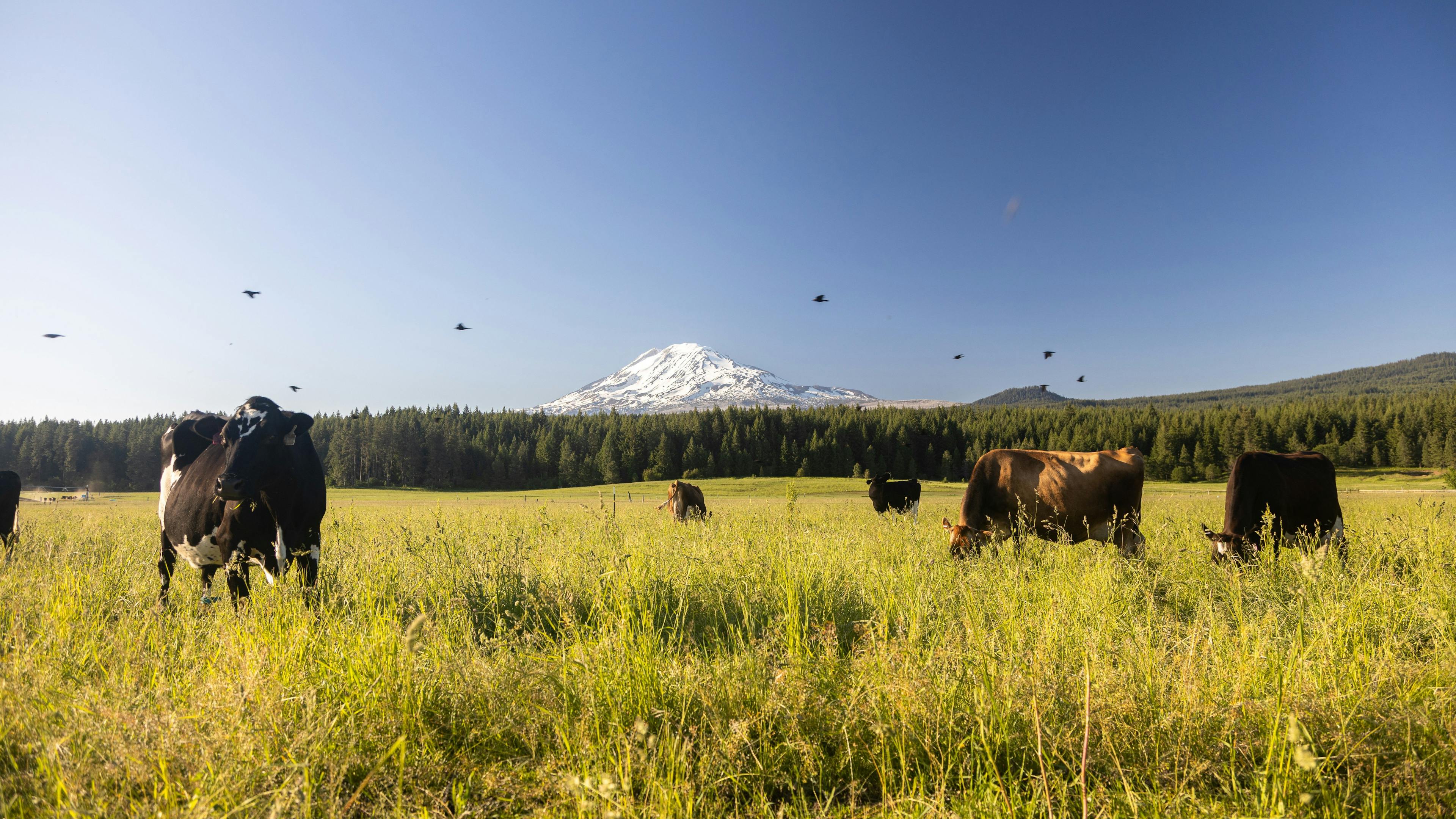 Birds fly above cows on pasture with Mount Adams in the background at an organic farm in Washington.