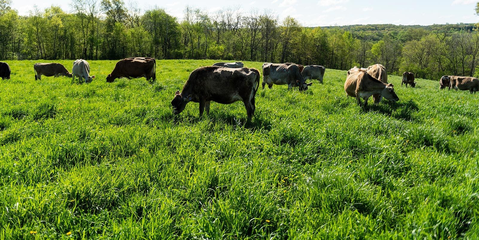 Cows graze freely in a green pasture on an organic farm in Iowa.
