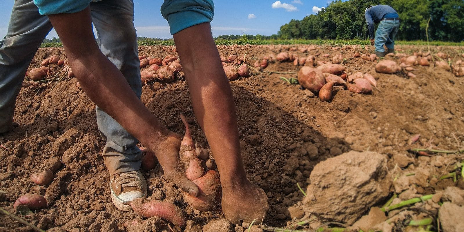 Migrant workers harvesting sweet potatoes