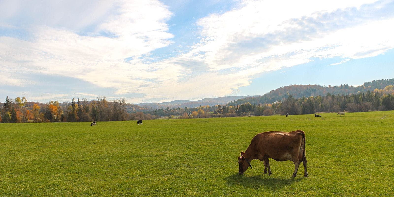 Cows on pasture in Vermont
