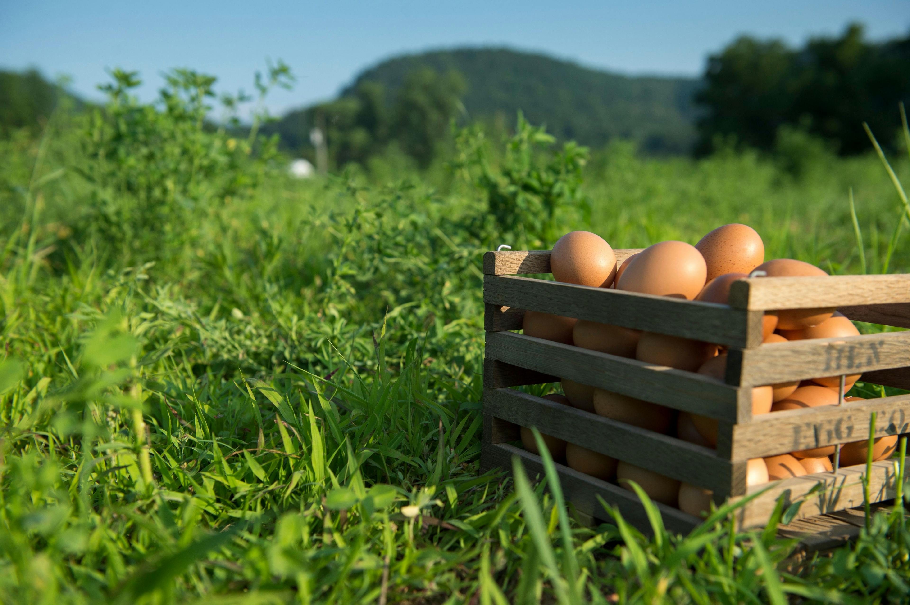 A wooden basket of organic eggs set on green grass at the Goede family farm in Wisconsin.