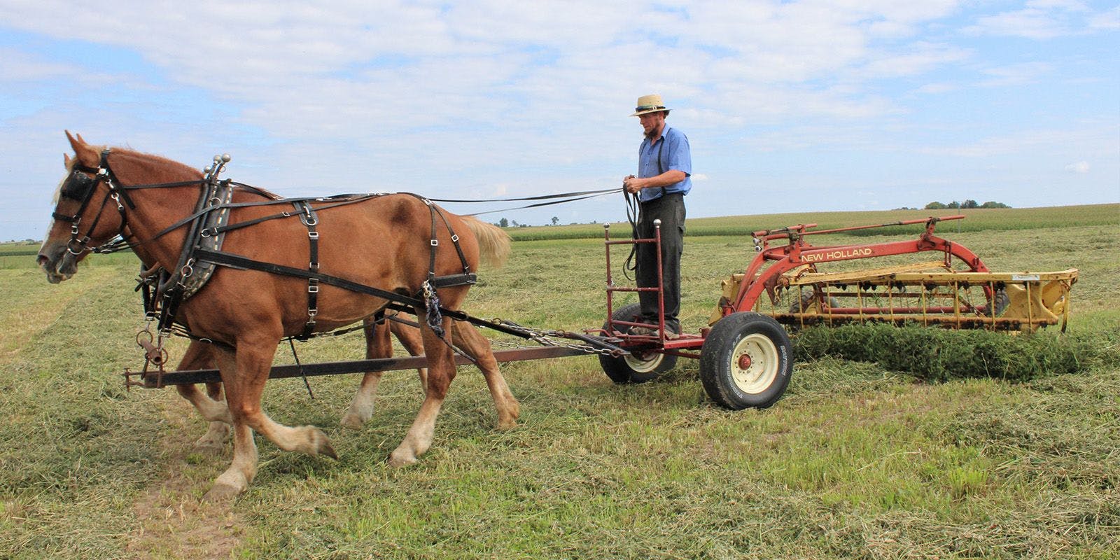 Raking hay with horses on an Amish farm