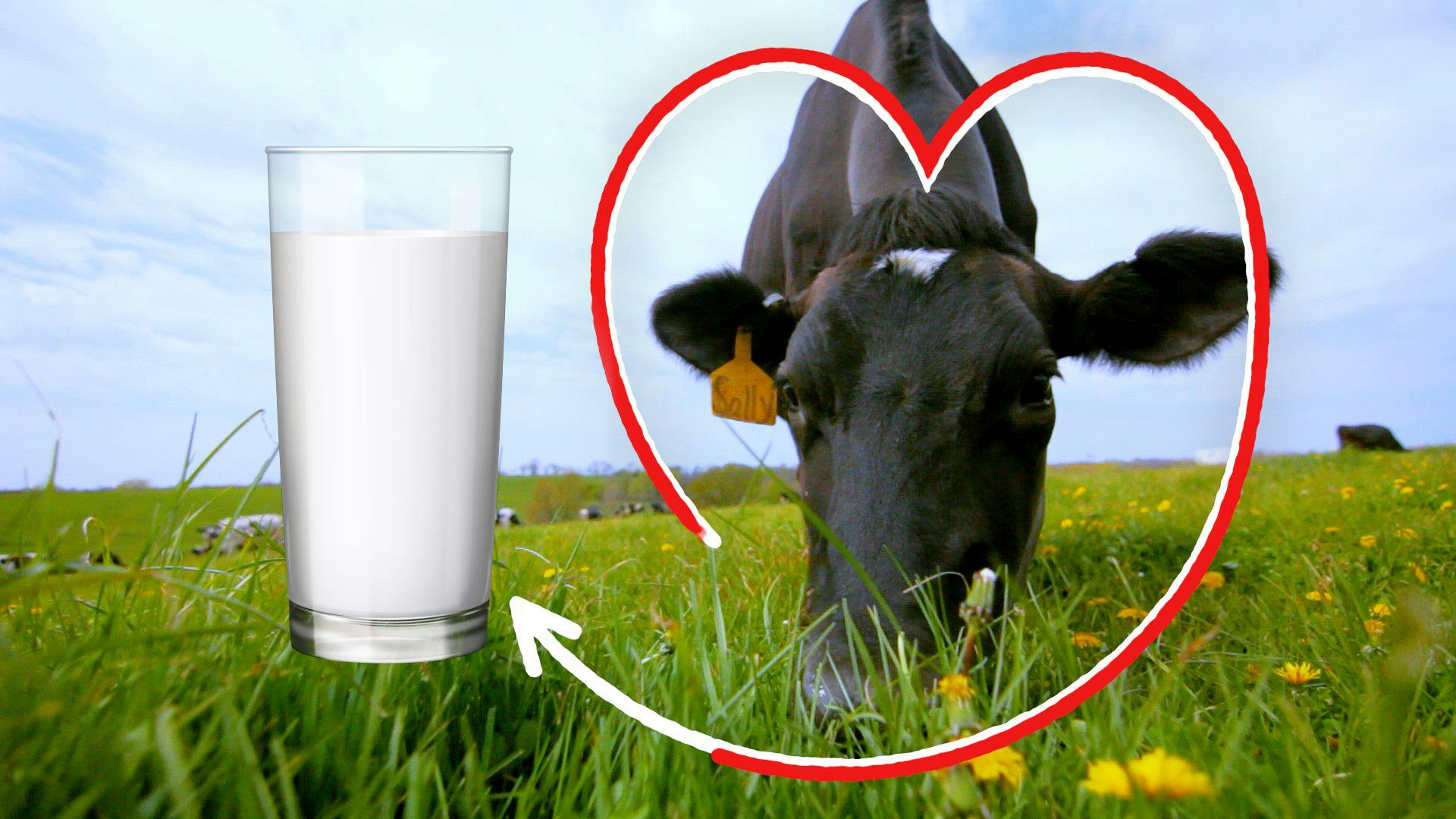 Heart circles an organic cow eating grass in a pasture and a glass of milk is overlaid.