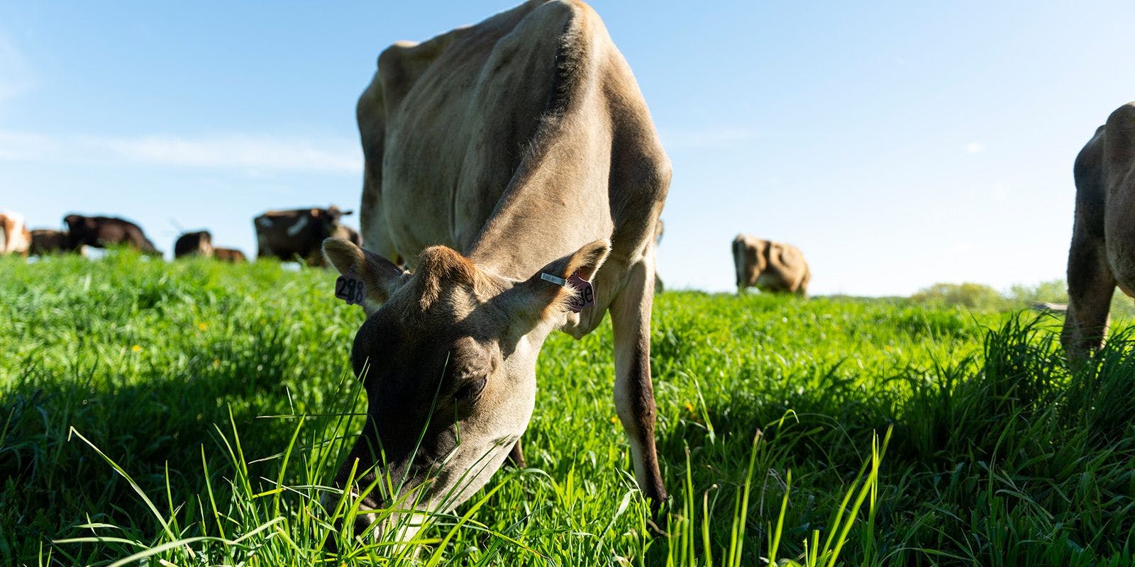 Cow grazing on organic pasture on the Beard farm on the Iowa farm.