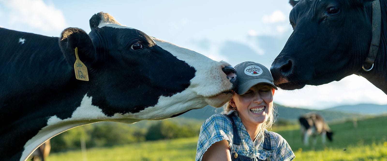 Cow kisses at the Rooney family farm in Vermont.