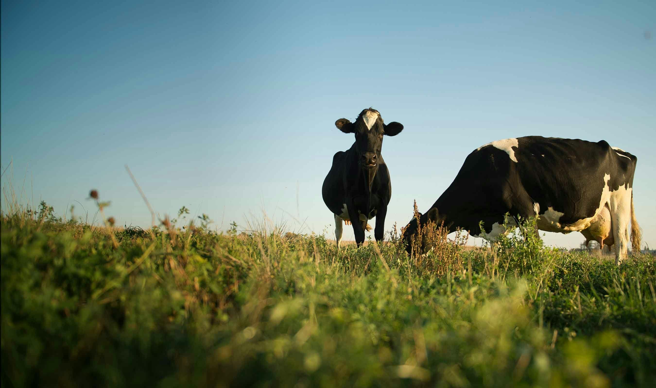 Two cows standing on a hill in the pasture.