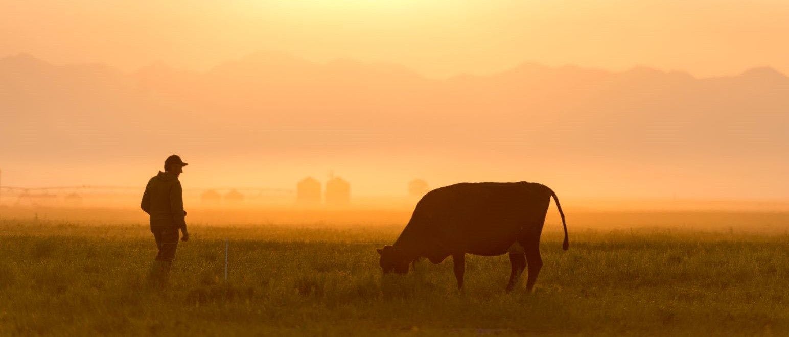 A farmer and cow at sunset on an Organic Valley farm in Colorado.