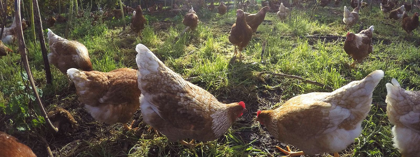 Free range chickens grazing outdoors
