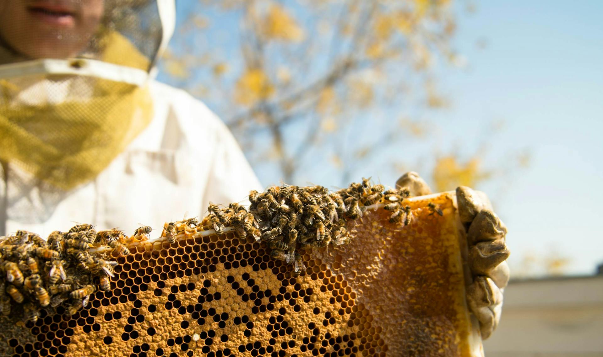 A beekeeper getting honey from a beehive.
