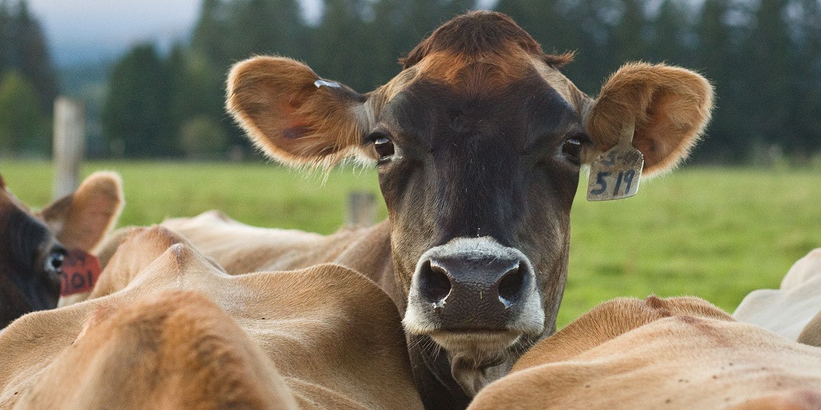 A brown cow is shown at the Pearson farm in Washington.