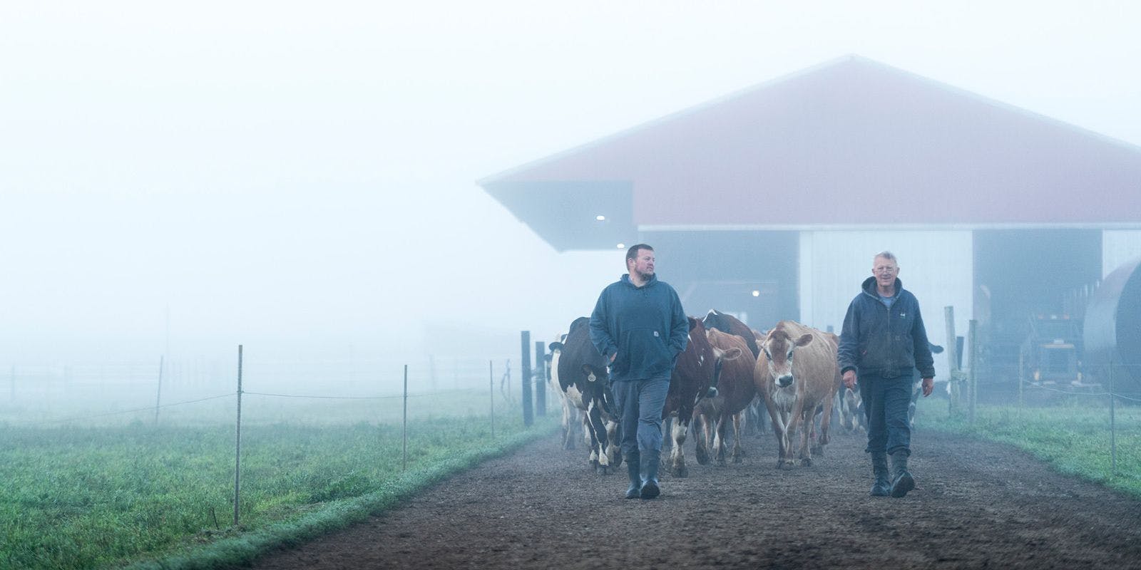 Dennis and William Baese of Michigan lead their cows out to pasture on a foggy morning.