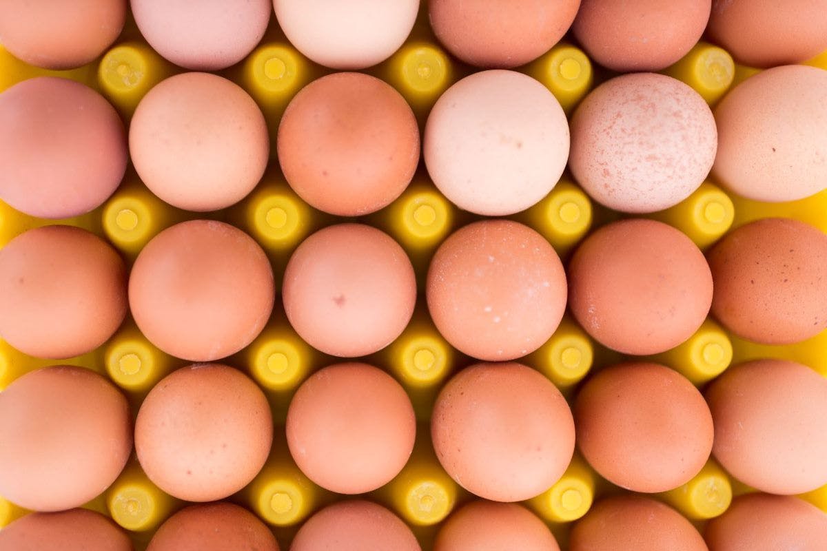 A crate of organic eggs is shown at an Organic Valley farm.