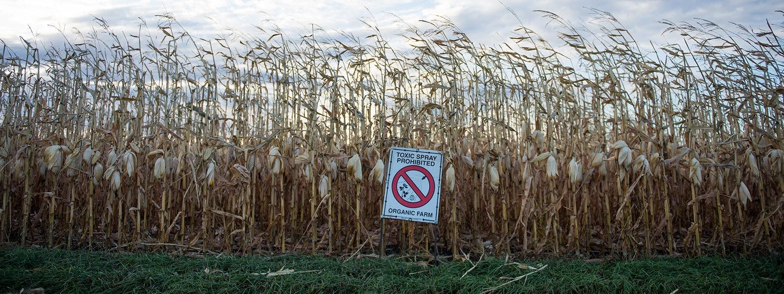 A toxic spray prohibited sign in front of an Organic Valley corn field